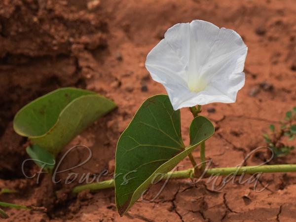 Ginger-Leaf Morning Glory